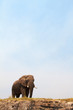 Majestic African Elephant