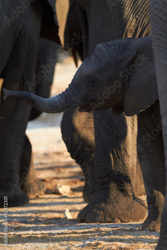 Photo: African Elephants African Elephants