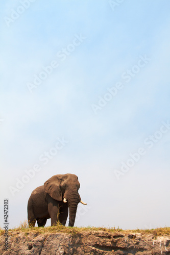 Photo: Majestic African Elephant Majestic African Elephant