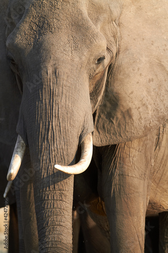 Photo: African Elephants African Elephants