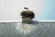 Foto: Storch Storch