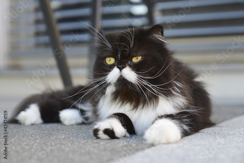Foto: Perserkatze Perserkatze