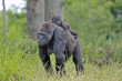 Photo: Gorille et son petit Gorille et son petit