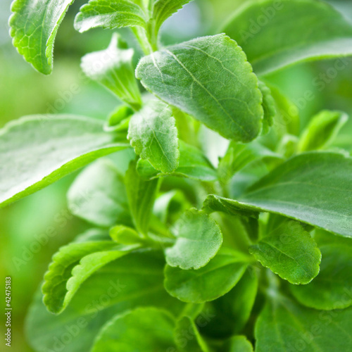 Photo: Stevia Stevia