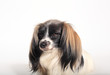 papillon dog Close-up portrait on a white background