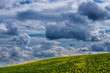Ein Rapsfeld mit dramatischen Wolkenhimmel im Thüringer Wald.