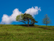 Bäume mit Wolkenhimmel im Thüringer Wald.