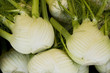 Foto: Fennel Fennel