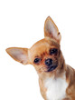 Chihuahua dog on white background