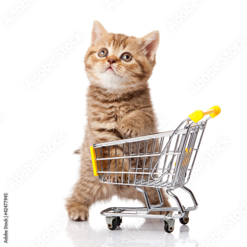 Photo: british cat with shopping cart isolated on white. kitten osolate british cat with shopping cart isolated on white. kitten osolate