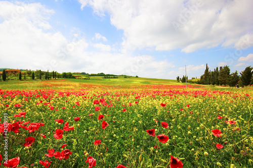 Foto: campo di papaveri, toscana campo di papaveri, toscana