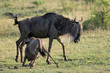 Wildebeest mother with drinking young.