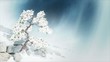 Video: blühender Apfelbaum im Schnee - PAL blühender Apfelbaum im Schnee - PAL