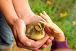 duckling and child