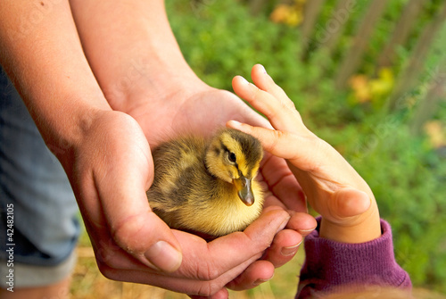 Photo: duckling and child duckling and child