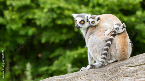 Foto: Ring-tailed lemur in captivity Ring-tailed lemur in captivity