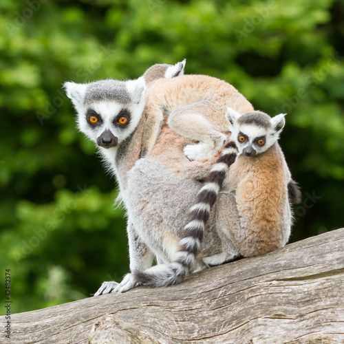 Photo: Ring-tailed lemur in captivity Ring-tailed lemur in captivity
