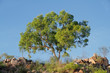 Australian eucalyptus tree against a blue sky