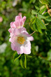 Hundsrose