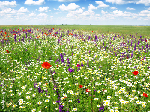Photo: summer flowers landscape summer flowers landscape