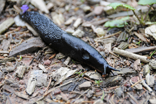 Photo: schwarze Wegschnecke schwarze Wegschnecke
