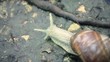 snail