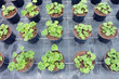 Plants de géranium