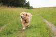 Golden Retriever Welpe