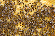 Bees at work