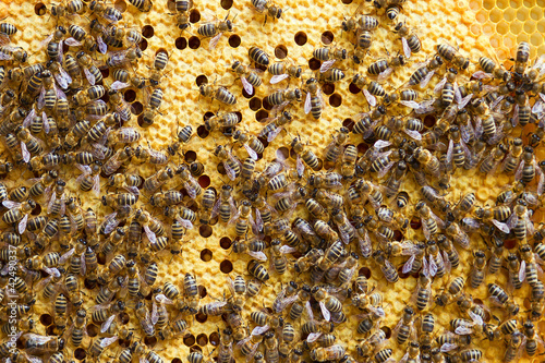 Foto: Bees at work Bees at work