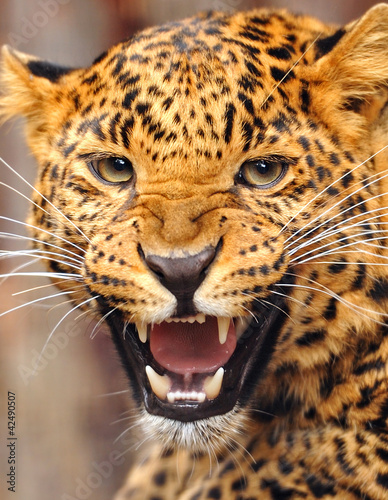 Photo: Leopard portrait Leopard portrait