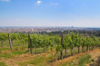 Blick über Wien mit Weinreben