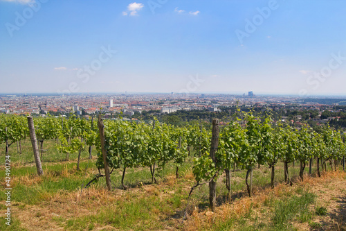 Photo: Blick über Wien mit Weinreben Blick über Wien mit Weinreben