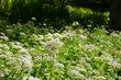 Foto: Schafgarbenwiese Schafgarbenwiese