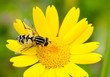 big hoverfly on yellow flower, summer