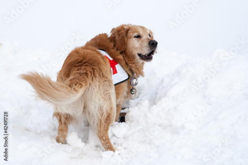 Photo: Rescue dog in action Rescue dog in action