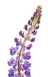Lupin on white