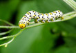 caterpillar focus on head, water betony