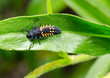 larval asian ladybird