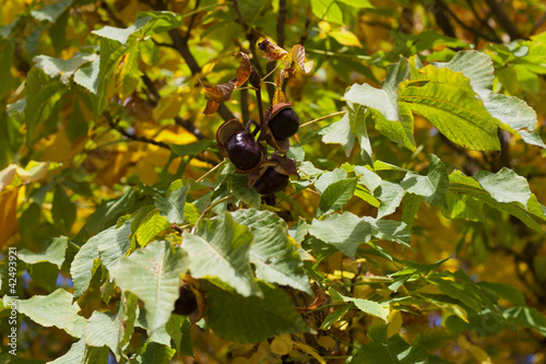 Photo: Conkers on Horse Chestnut Tree - Aesculus hippocastanum Conkers on Horse Chestnut Tree - Aesculus hippocastanum