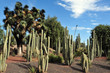 Mexican cactus
