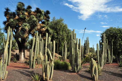 Photo: Mexican cactus Mexican cactus