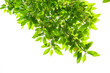 Spring Leaves  of white magnolia tree