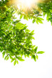Photo: Spring Leaves of white magnolia tree Spring Leaves of white magnolia tree