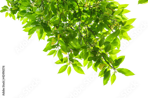 Photo: Spring Leaves of white magnolia tree Spring Leaves of white magnolia tree