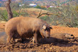 Iberisches Schwein - Black Iberian pig 04