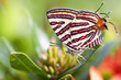 Butterfly on a leaves