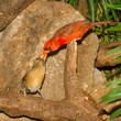 Pair of Northern Cardinals