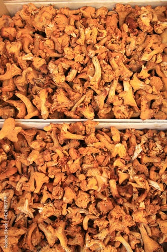 Foto: Funghi finferli Funghi finferli
