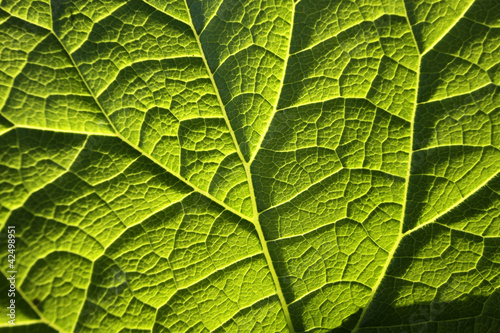 Foto: Pestwurz-Blatt im Gegenlicht Pestwurz-Blatt im Gegenlicht